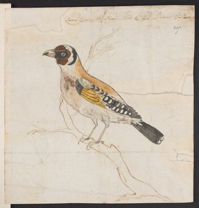 Vogelküken, ca. 1757-1815