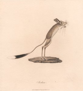 Springmaus