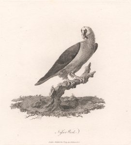 Nisser Werk von James Heath
