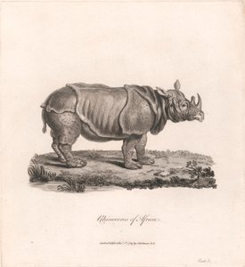 Nashorn von Afrika von James Heath