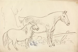 Pferd und Pony