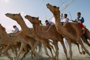 Kamele stürmen während der Nationalfeiertags-Kamelrennen Omans vorwärts. Al Falaj District Rennstrecke, Oman.