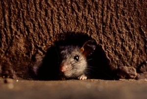 Nahaufnahmen von gewöhnlichen Wanderratten, Attus norvegicus
