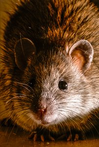 Nahaufnahmen von gewöhnlichen Wanderratten, Rattus norvegicus