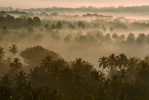 Früher Morgennebel über der alten Goa-Landschaft bei Sonnenaufgang. ALT-GOA, GOA, INDIEN. von James L Stanfield