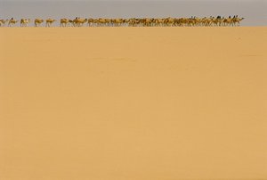 Salzkarawane auf dem Weg nach Agadez, Nigeria. AUF DEM WEG NACH AGADEZ, NIGERIA, NIGER. von James L Stanfield