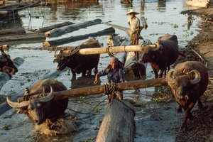 Wasserbüffel ziehen Hartholzstämme aus dem Fluss auf Flachwagen. Irrawaddy-Fluss, Burma. von James L Stanfield