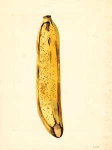Banane (Musa) von James Marion Shull