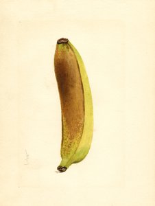 Banane (Musa) von James Marion Shull