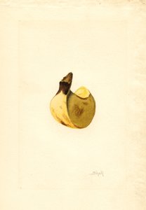 Banane (Musa) von James Marion Shull
