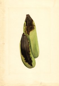 Bananen (Musa)
