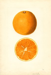 Boone Early Orangen (Citrus sinensis)
