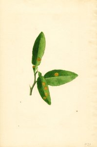 Krankes Orangenbaumblatt (Citrus aurantium)