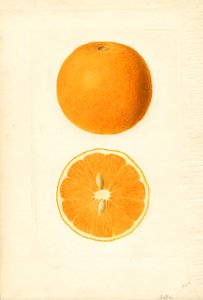 Jaffa-Orangen (Citrus sinensis)