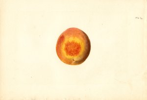 Pfirsich (Prunus persica: Elberta)