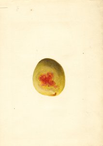 Pfirsich (Prunus persica: Elberta)