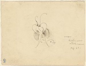 Schmetterling von James McNeill Whistler
