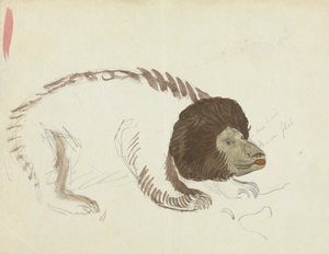 Ein Bär von James Sowerby