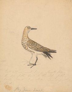 Ein Vogel