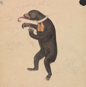 Ein Sonnenbär