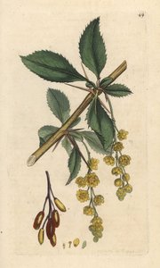 Berberitze, Berberis vulgaris. Handkolorierter Kupferstich nach einer Illustration von James Sowerby aus James Smiths English Botany, London