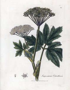 Meisterwurz, Imperatoria ostruthium von James Sowerby