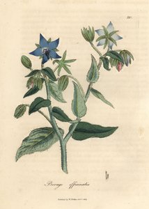 Blau blühende Borretsch, Borago officinalis
