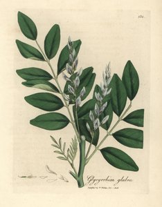 Blau blühende Süßholz, Glycyrrhiza glabra