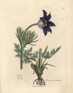 Blau blühende Wiesenanemone oder Küchenschelle, Anemone pratensis von James Sowerby