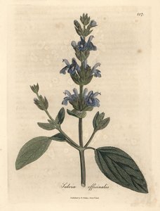 Blau blühender Salbei, Salvia officinalis