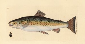 Bachforelle, Salmo trutta fario von James Sowerby