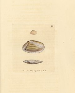Zuckerstangen-Tellina-Muschel, Tellina similis. Handkolorierte Kupferstichgravur von James Sowerby aus The British Miscellany, oder Coloured figures of new, rare, or little known animal subjects.