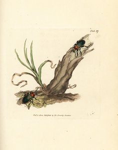 Carabus nitens Käfer. Handkolorierter Kupferstich von James Sowerby aus The British Miscellany, oder Coloured figures of new, rare, or little known animal subjects. von James Sowerby