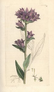 Knäuel-Glockenblume, Campanula glomerata