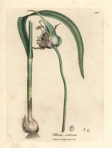 Gemeiner Knoblauch, Allium sativum