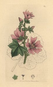 Gemeine Malve, Malva sylvestris Handkolorierte Kupferstichgravur nach einer Zeichnung von James Sowerby für James Smiths English Botany