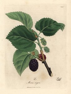 Schwarzer Maulbeerbaum, Morus nigra