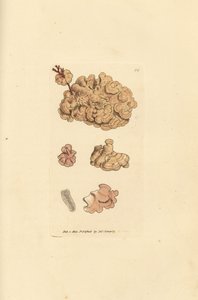 Korallenart, Corallina auriculariaeformis. Handkolorierter Kupferstich von James Sowerby aus The British Miscellany, or Coloured figures of new, rare, or little known animal subjects von James Sowerby