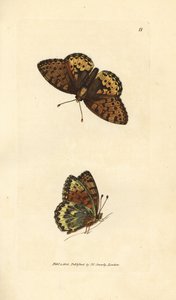 Dunkelgrüner Perlmuttfalter, Argynnis aglaia (Charlotte-Schmetterling, Papilio charlotta). Handkolorierter Kupferstich von James Sowerby aus The British Miscellany, oder Coloured figures of new, rare, or little known animal subjects. von James Sowerby