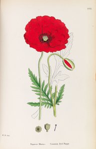 Englische Botanik, 1790-1800