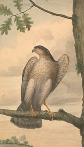 Eurasischer Sperber von James Sowerby