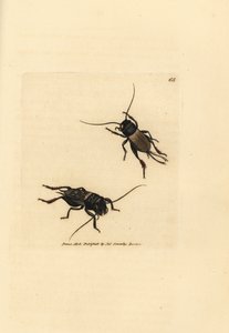 Feldgrille, Gryllus campestris (Accheta campestris). Handkolorierte Kupferstichgravur von James Sowerby aus The British Miscellany, oder Coloured figures of new, rare, or little known animal subjects. von James Sowerby