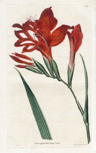 Glaieul-Kardinal - Lithographie von James Sowerby (1757-1822), aus dem Botanical Magazine von William Curtis (1746-1799) von James Sowerby