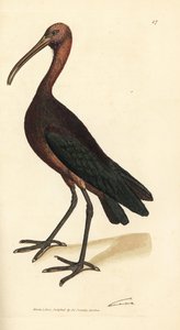 Glanzibis, Plegadis falcinellus