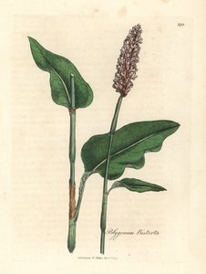 Großer Schlangenknöterich, Polygonum bistorta