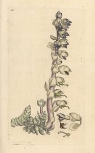 Große Zahnwurz, Lathraea squamaria. Handkolorierter Kupferstich nach einer Illustration von James Sowerby aus James Smiths English Botany, London von James Sowerby