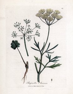 Grüner Anis, Pimpinella anisum. Handkolorierter Kupferstich aus einer Illustration von James Sowerby. Auszug aus dem Buch von William Woodville und Sir William Jackson Hooker „Botanique medicinale“ 1832 von James Sowerby