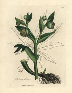 Grünblühende stinkende Nieswurz oder Bärenfuß, Helleborus foetidus