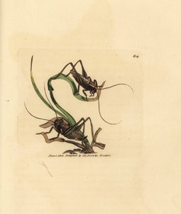 Graue Buschgrille, Platycleis grisea (Graue Heuschrecke, Locust grisea). Handkolorierter Kupferstich von James Sowerby aus The British Miscellany, oder Coloured figures of new, rare, or little known animal subjects. von James Sowerby