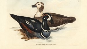 Krickente, Histrionicus histrionicus (Anas histrionica). Männchen und Weibchen. Handkolorierte Kupferstichgravur von James Sowerby aus The British Miscellany, oder Coloured figures of new, rare, or little known animal subjects.